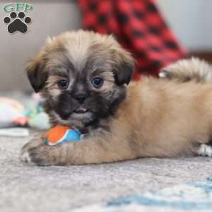 Taylor, Lhasa Apso Puppy